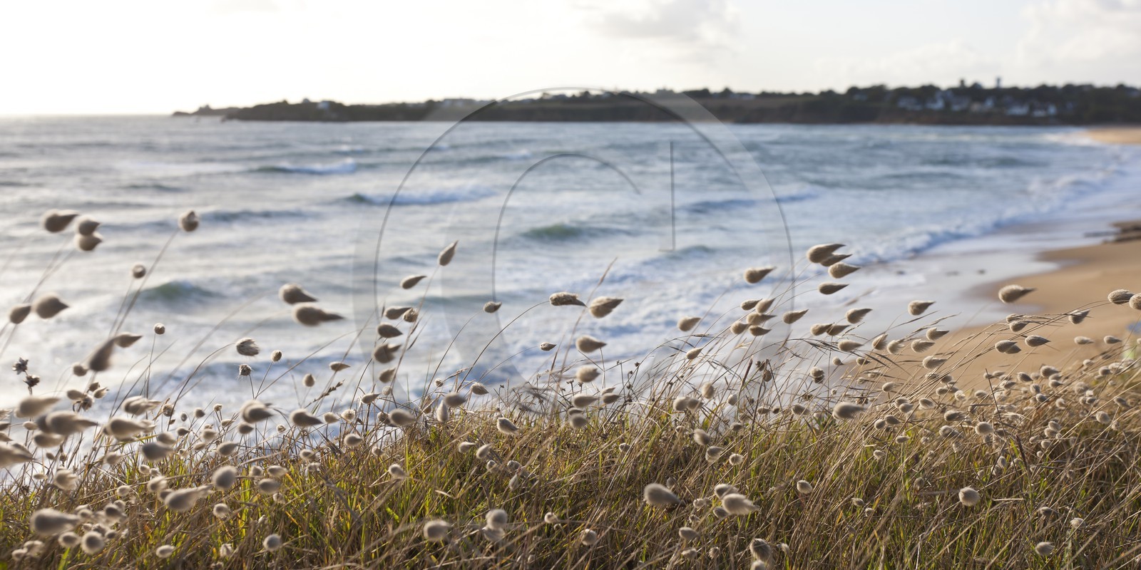 Dune flora