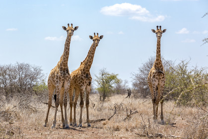 Girafes_Parc Krüger, Afrique du Sud