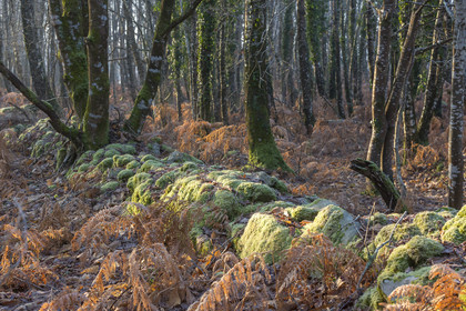 Muret recouvert de mousse à Carnac