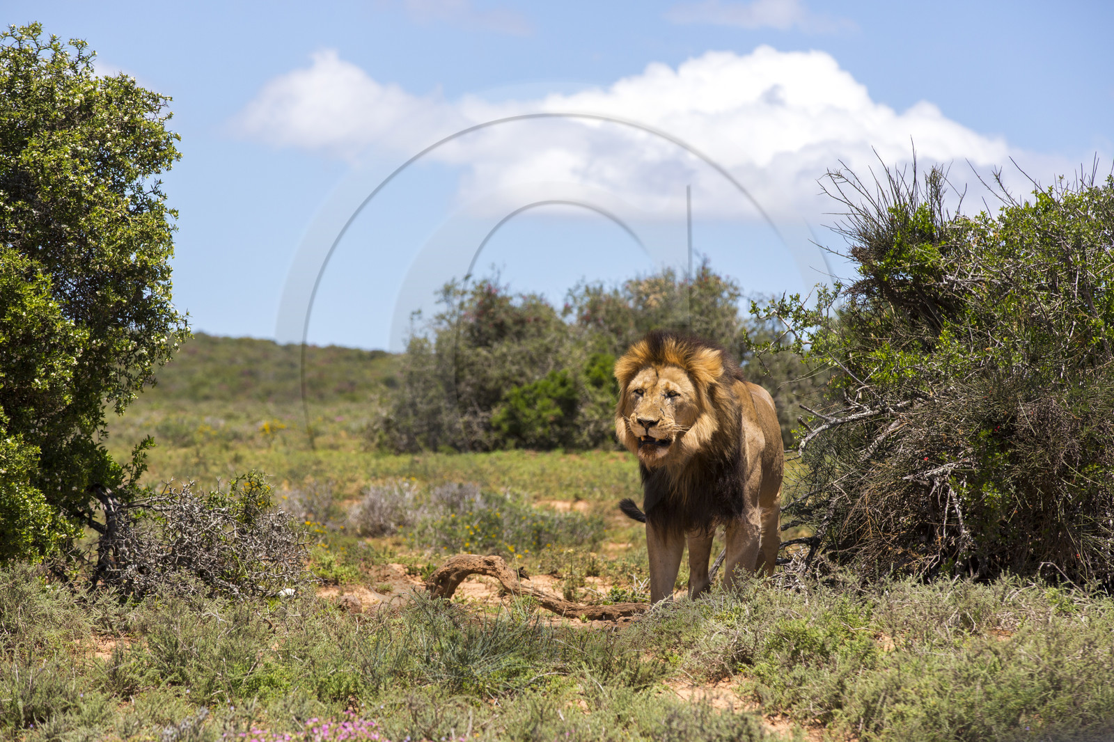 Lion _ Ado Elefant Park en Afrique du Sud
