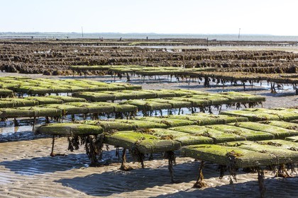 Park oyster in Plouharnel
