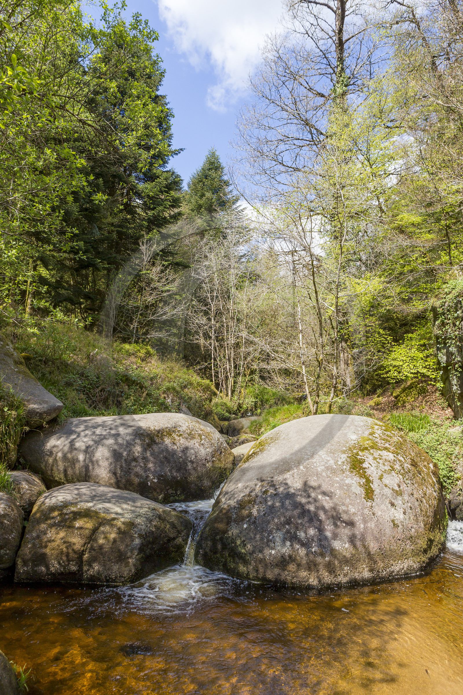 La mare aux sangliers dans la forêt de Huelgoat (29).