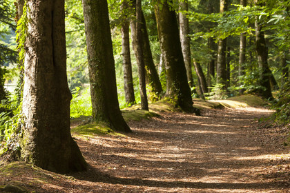Path along the pond Kergoff _ Caudan