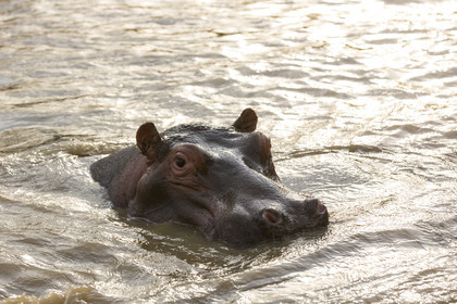 Hippopotame _ Sainte Lucia en Afrique du Sud