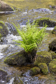 La rivière d'Argent à Huelgoat