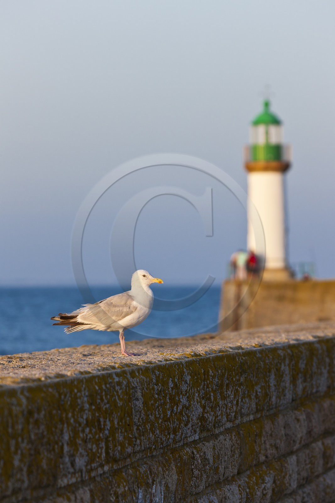 Goeland_Port Tudy. Ile de Groix