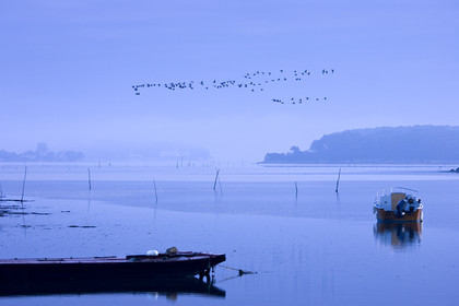 Passage of wild geese on the estuary in the early morning. Ria d'étel, Morbihan