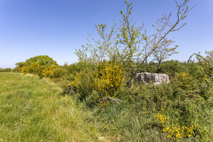 Menhir de Kerbigot à Sarzeau