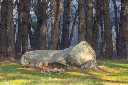 Bois à proximité des alignement de Kerlescan_Carnac