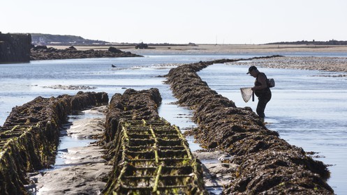 Shellfish gathering_Plouharnel