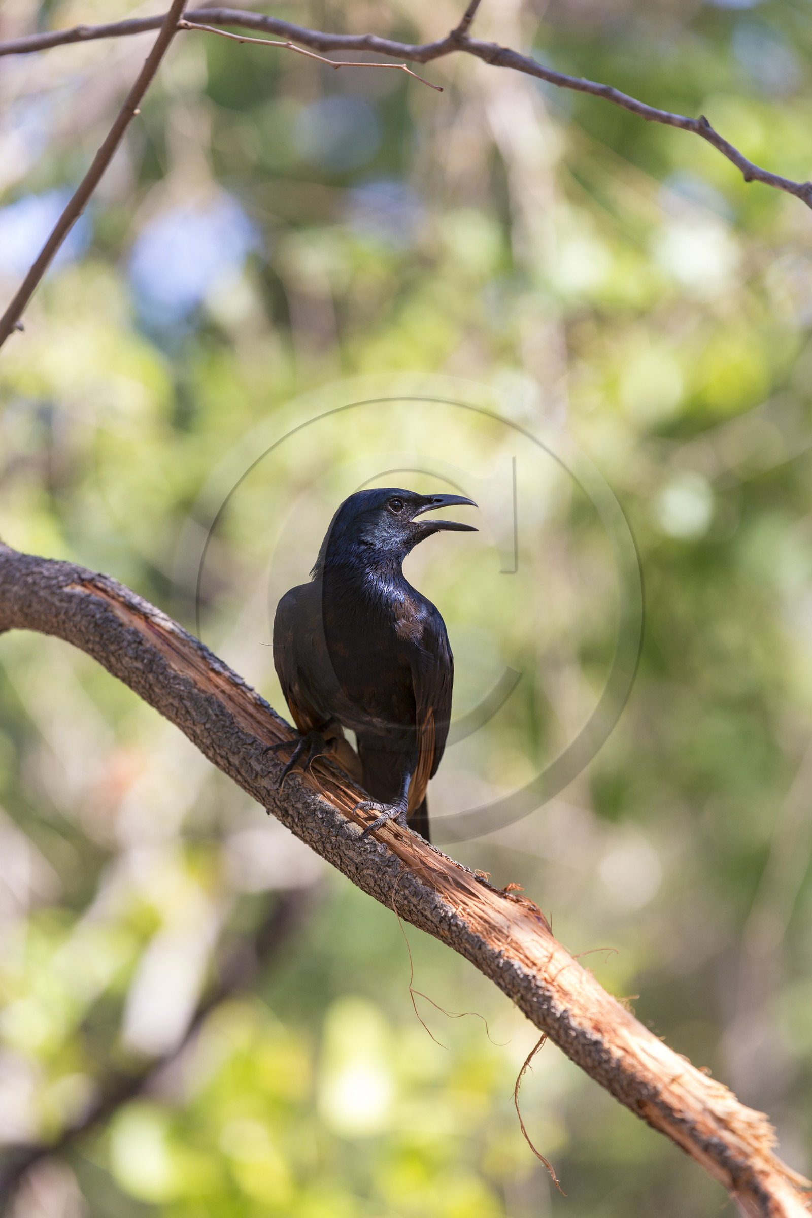 20171106_Afrique du sud_55A8700