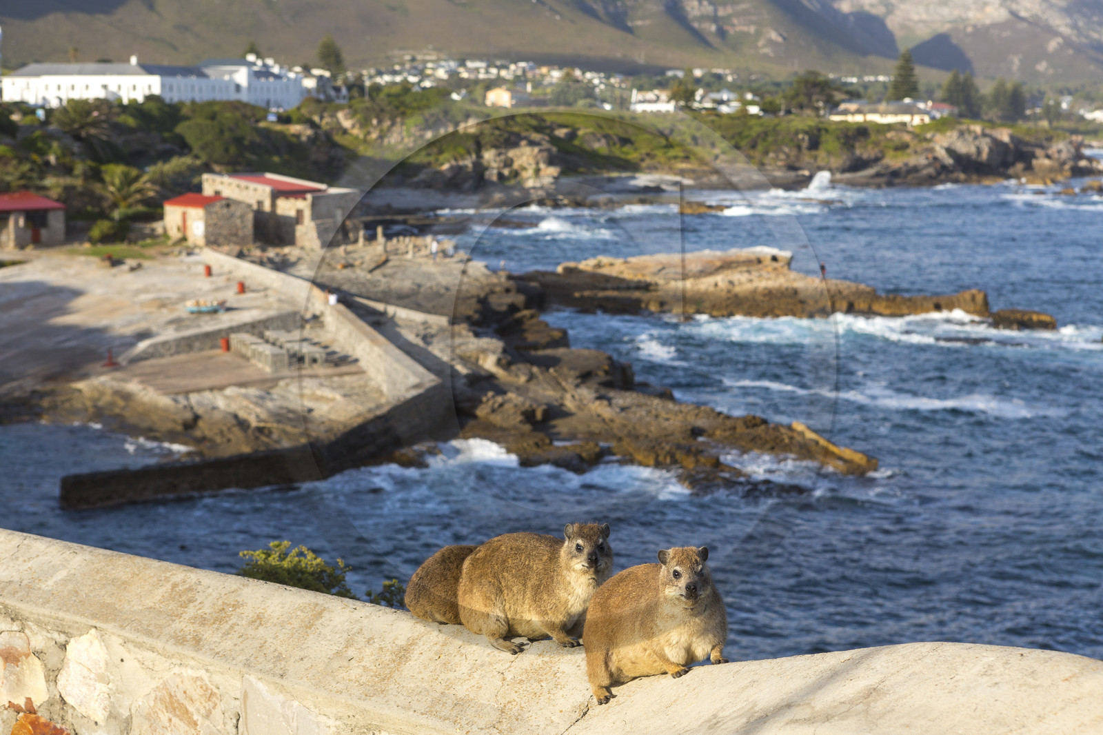 Daman du Cap, Hermanus _ Afrique du sud