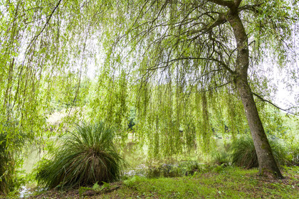 Etang de Kergoff à Caudan