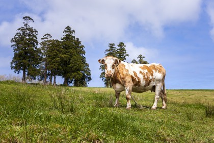 Vache_Faial