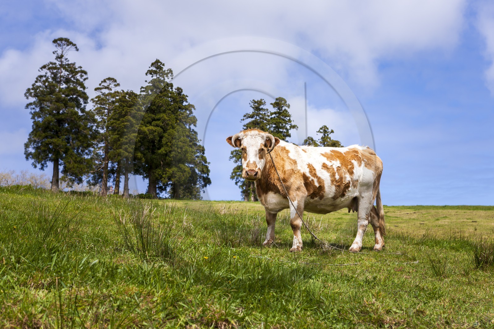 Vache_Faial