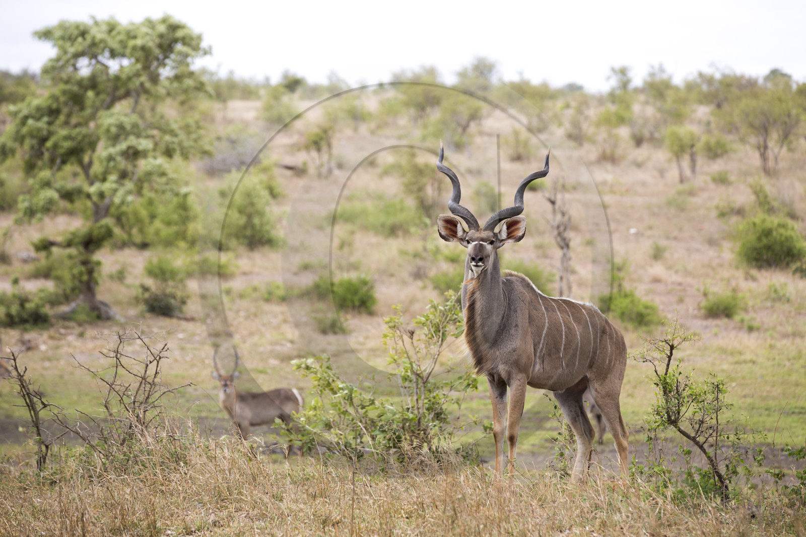 Grand koudou_Parc Krüger, Afrique du Sud