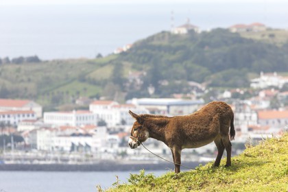 Âne _ Horta _ Faial _ Les Açores
