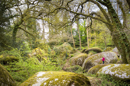 La forêt de Helgoat