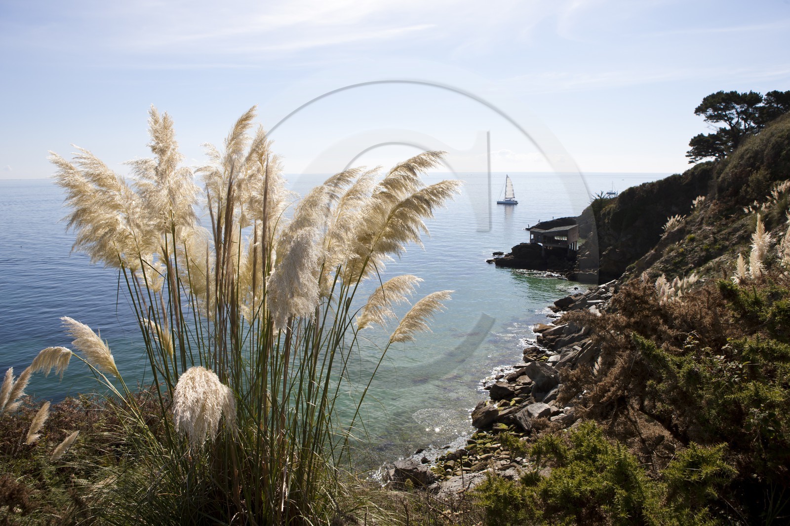 L' herbe de pampa présente sur l' ile de Groix est actuellement considéré comme une espèce invasive. Ici, on voit plusieurs spécimen s' étant parfaitement acclimatés au littoral de l' ile et poussant en bordure de falaise.The pampas grass present on the island of Groix is currently considered an invasive species. Here we see several sample s' is perfectly acclimated to the coast of the island and pushing the edge of cliff.
