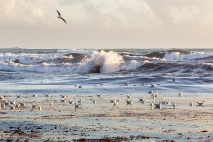 Colonie de mouette à Kerhilio _ Erdeven