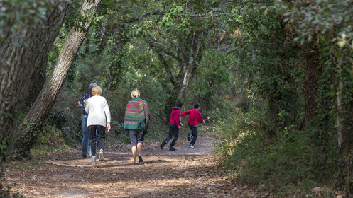 Chemin boisé à Carnac