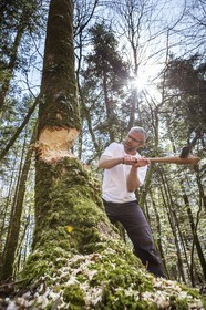 Abattage d' un arbre par une équipe d' archéologues _ Plougoumelen