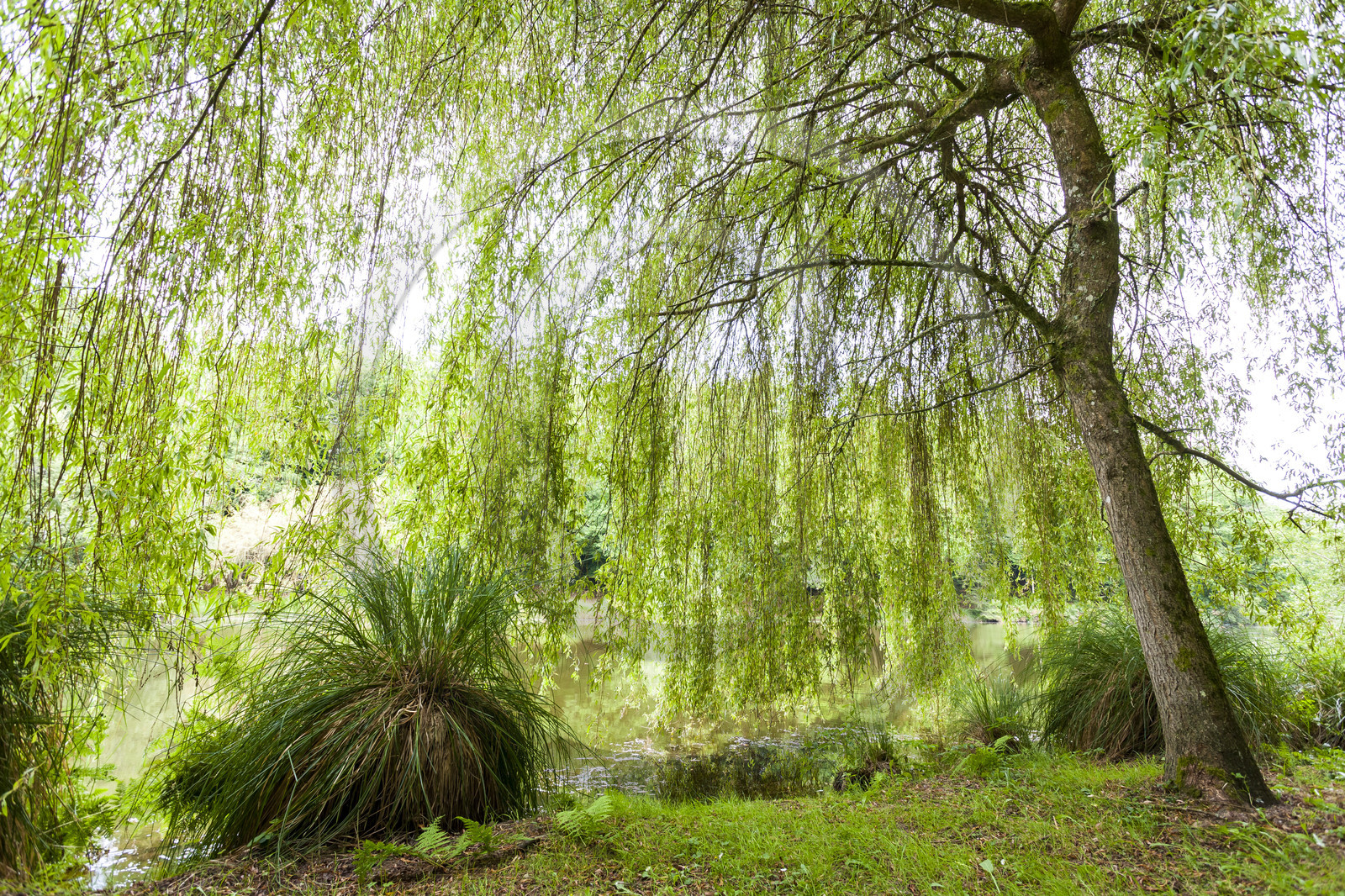 Etang de Kergoff à Caudan