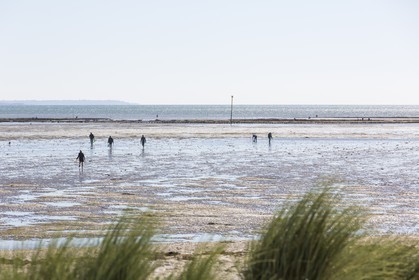Shellfish gathering_Plouharnel