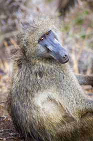 Babouin (Papio)_Parc Krüger, Afrique du Sud