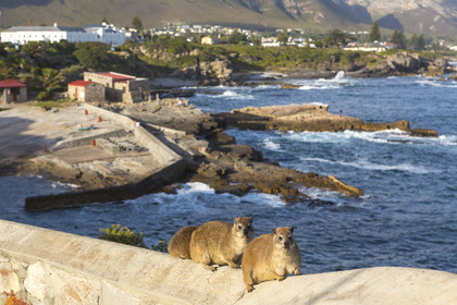 Daman du Cap, Hermanus _ Afrique du sud