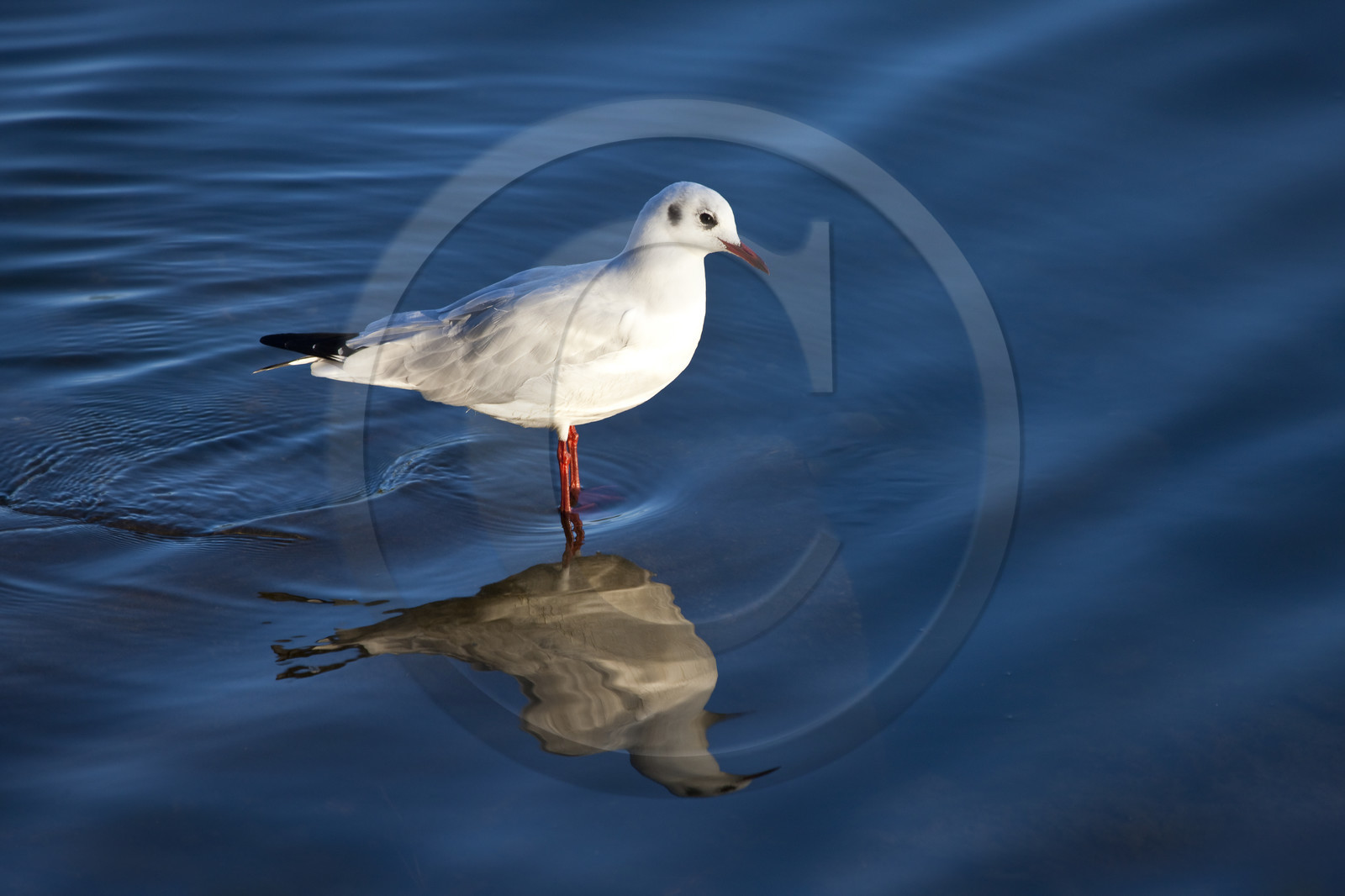 Mouette rieuse - Etang du Ter