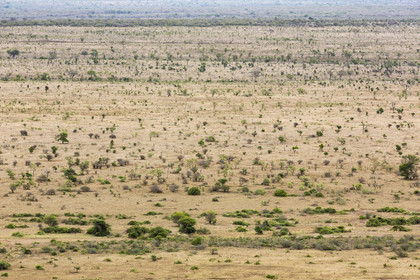 Savane_Parc Krüger, Afrique du Sud