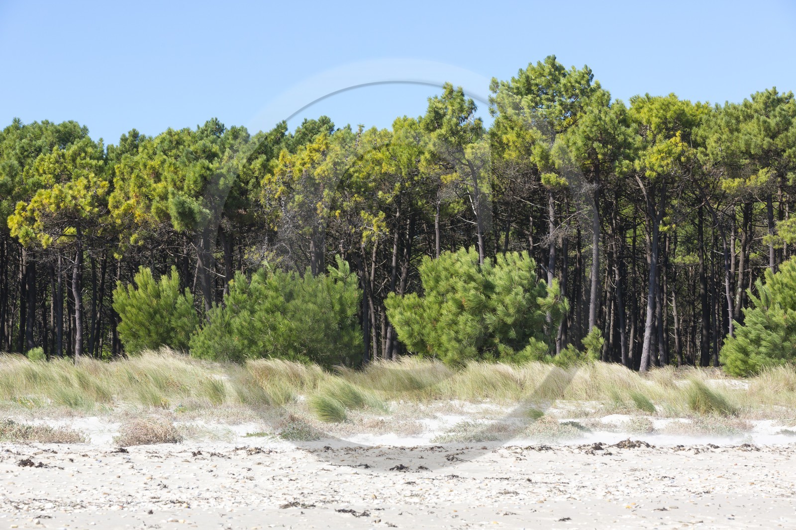 the white sand beach in Plouharnel