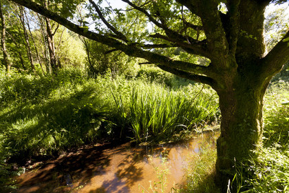 The creek Rion in the town of Brandérion