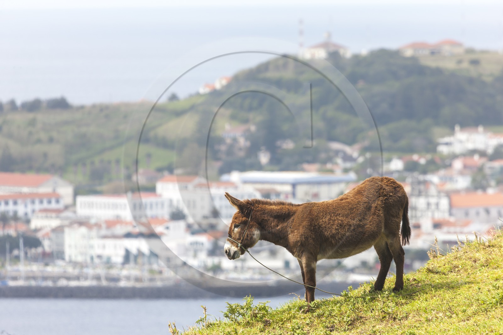 Âne _ Horta _ Faial _ Les Açores