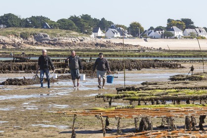 Shellfish gathering_Plouharnel