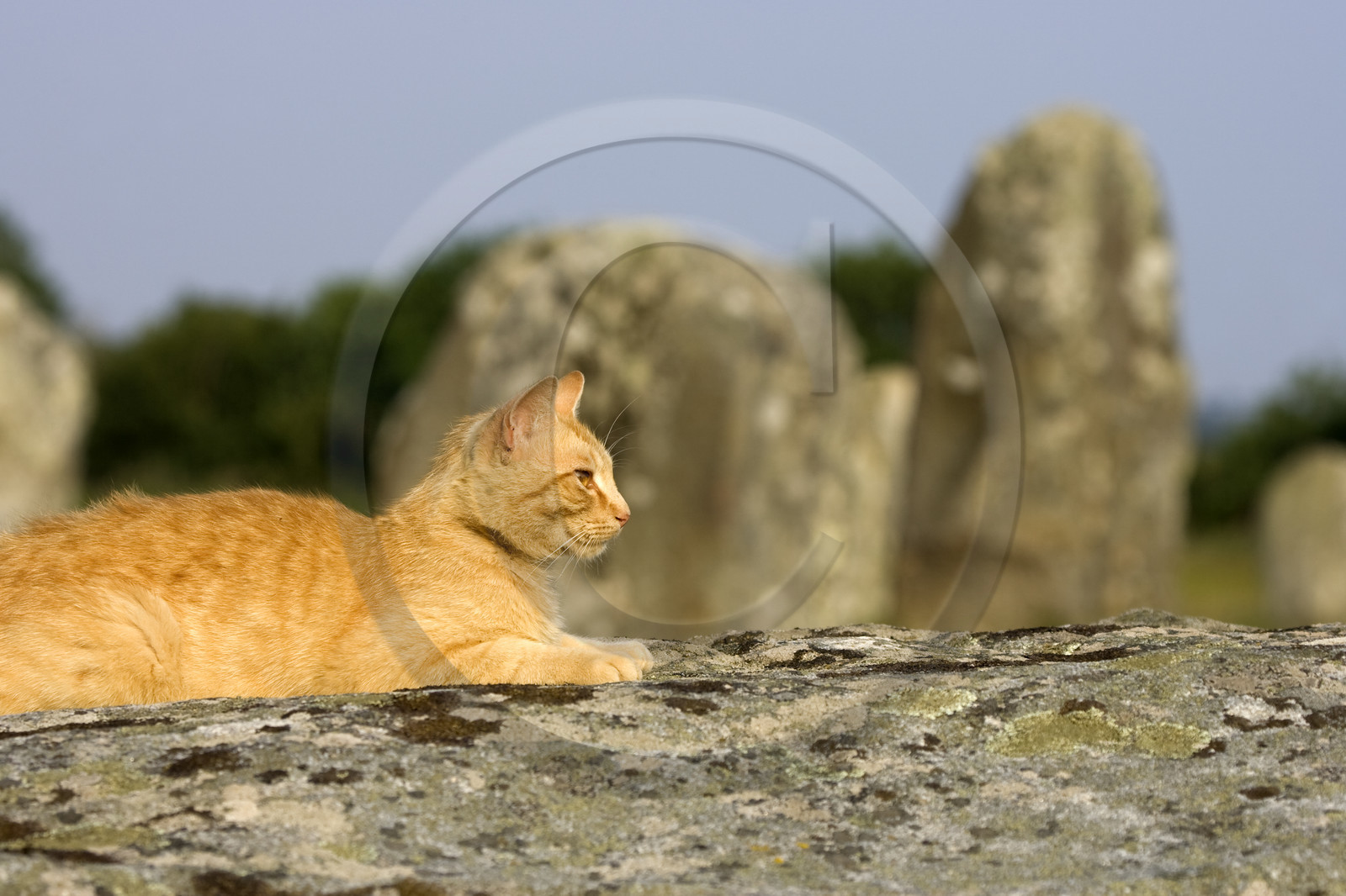 Alignements de Menhirs du Ménec à Carnac