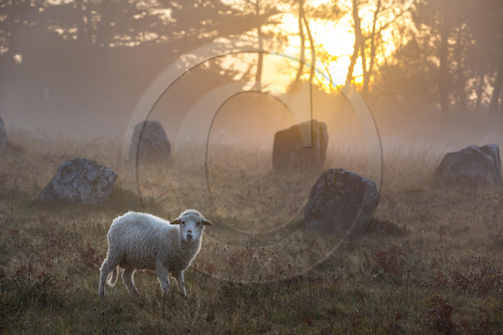 Mouton dans les alignements du Ménec à Carnac au petit matin.